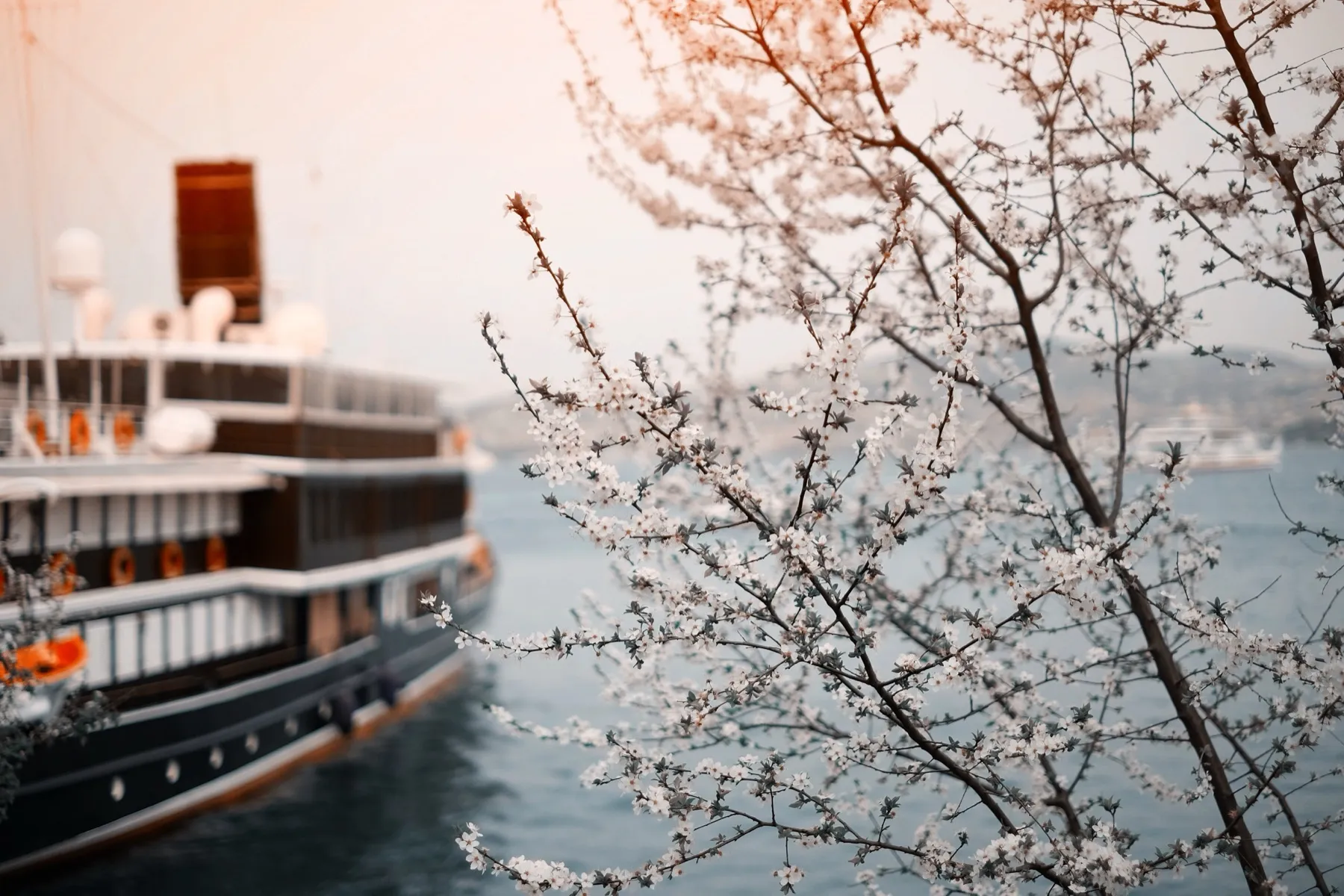 A ferry passing behind a blossoming tree on the Bosphorus
